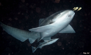 Maldives 2021 - Requin leopard - Leopard shark - Stegostoma fasciatum - DSC00640_rcf